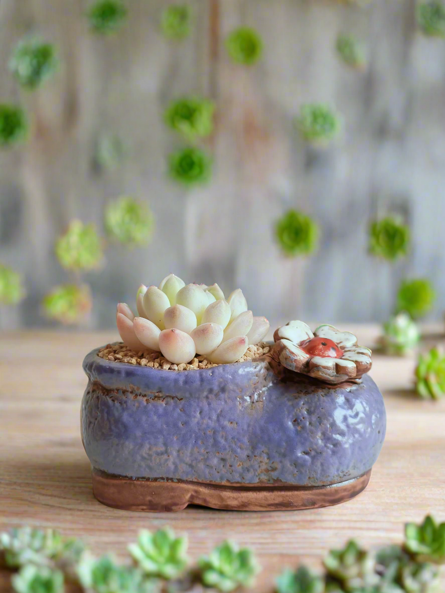 Succulent Mary Jane Charm Violet – Pachyphytum Cream Beauty - SlowBloomGreens