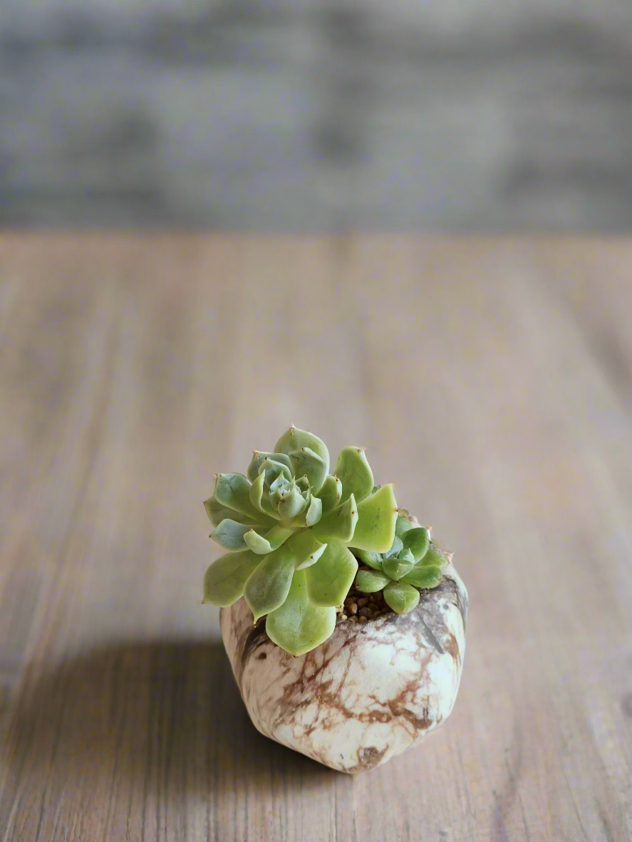 Succulent Mini Octagon Brown - Echeveria - SlowBloomGreens