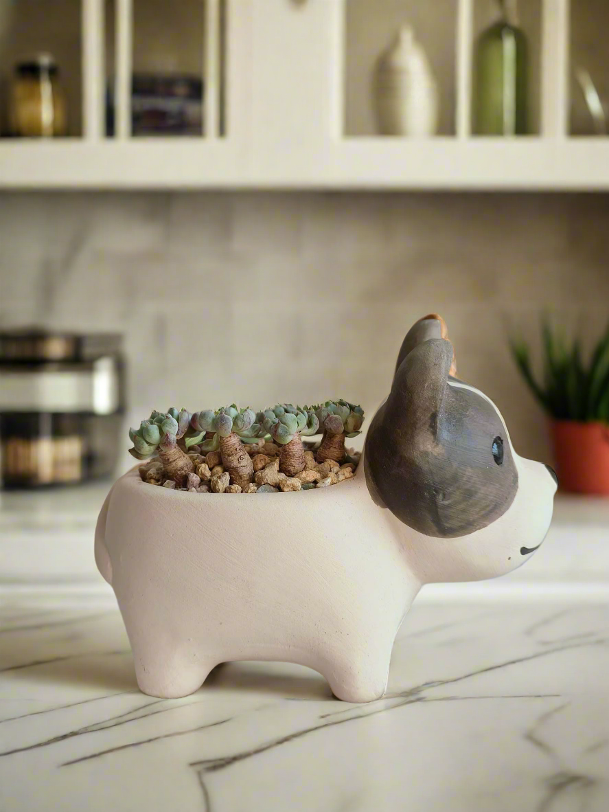 Succulent Dog Planter - mini Echeveria Blue elf - SlowBloomGreens