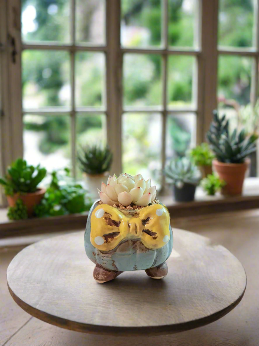 Succulent Ceramic Round Bow Blue – Echeveria White Minima - SlowBloomGreens