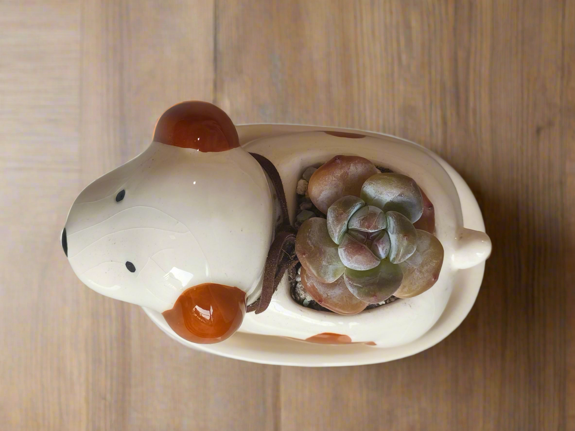 Succulent Puppy Jack Russell Terrier Planter - Echeveria Ice Green