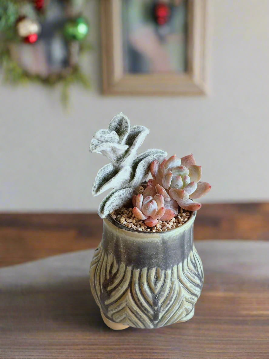 Succulent Rustic Pot Ash  – White Velvet & Echeveria Spica - SlowBloomGreens