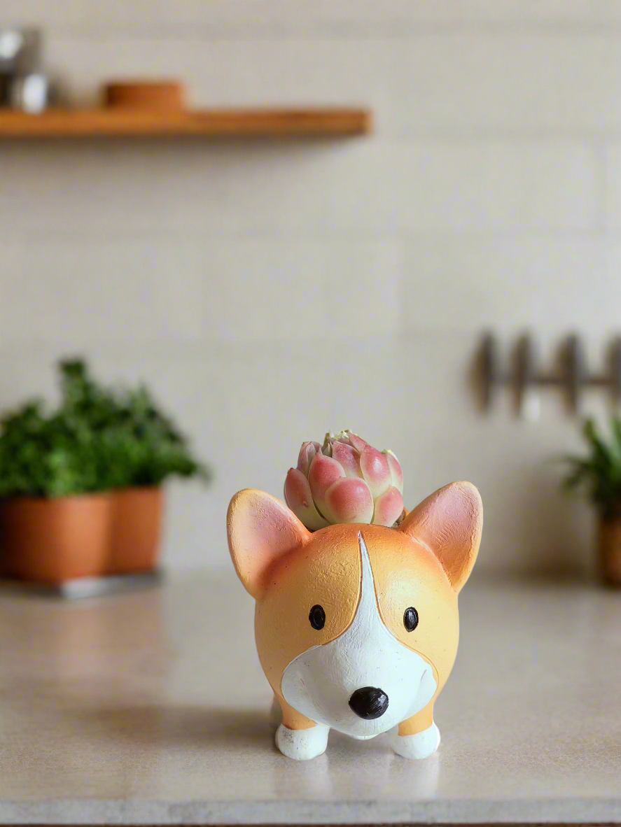 Succulent Charming Corgi - Echeveria Mexican Snowball - SlowBloomGreens