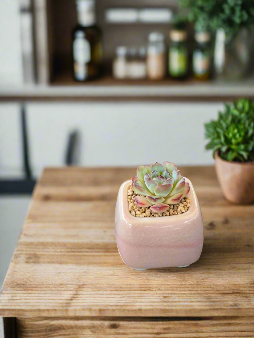 Succulent Serene Square Mini Planter – Echeveria 'Fortitude'