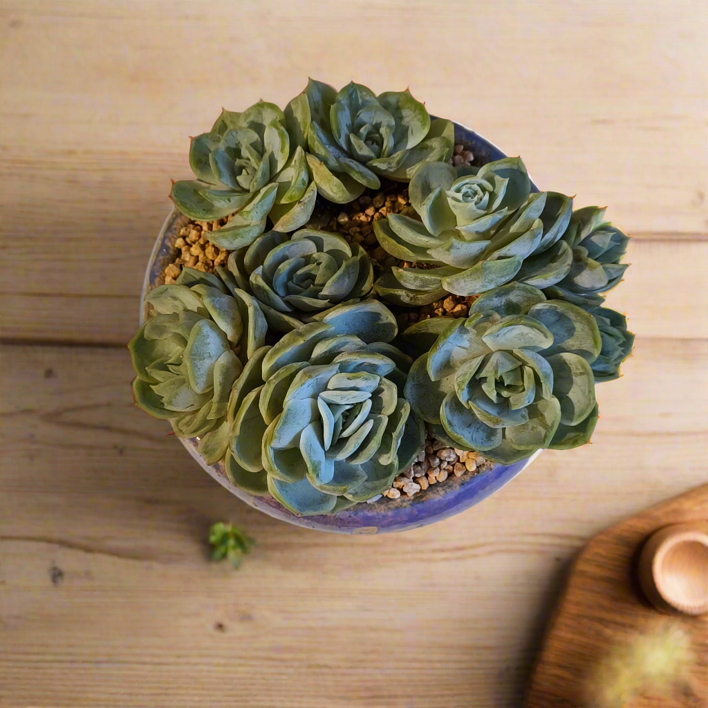 Succulent Moonlit Bloom Pot β Periwinkle Blue with Echeveria 'Blue Surprise'