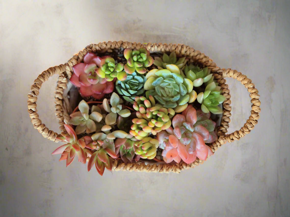 Succulent Basket Bliss ( Customised) - SlowBloomGreens