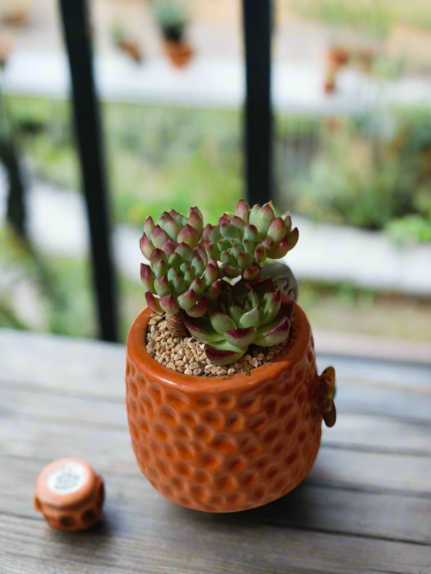 Succulent Enchanted Garden Dragonfly – Sedeveria 'Blue Elf' with Echeveria Agavoides