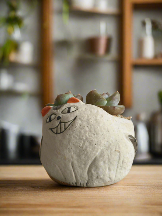 Succulent Cheeky Cat Planter - Echeveria Ice Green
