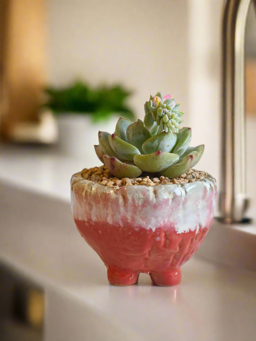 Succulent Red Ombre Rustic Pot – Echeveria 'Mont Blanc' (Going to bloom😍) - SlowBloomGreens