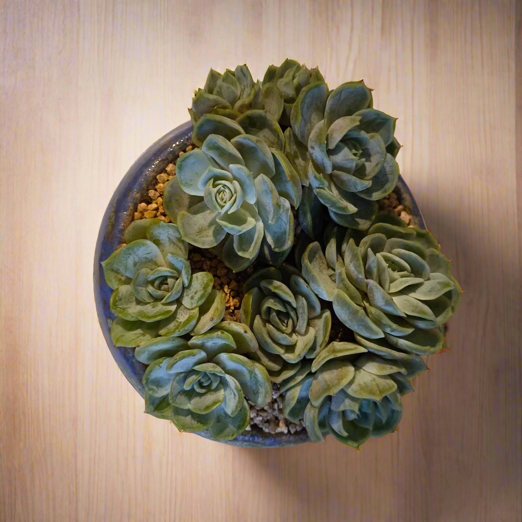 Succulent Moonlit Bloom Pot β Periwinkle Blue with Echeveria 'Blue Surprise'