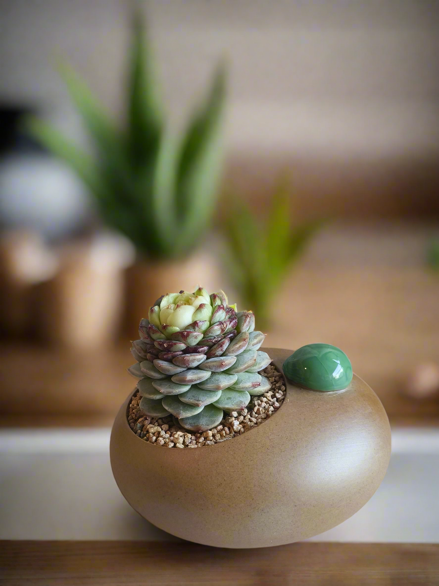 Succulent Seven-Spotted Ladybug Pot – Echeveria 'Red Velvet' - SlowBloomGreens