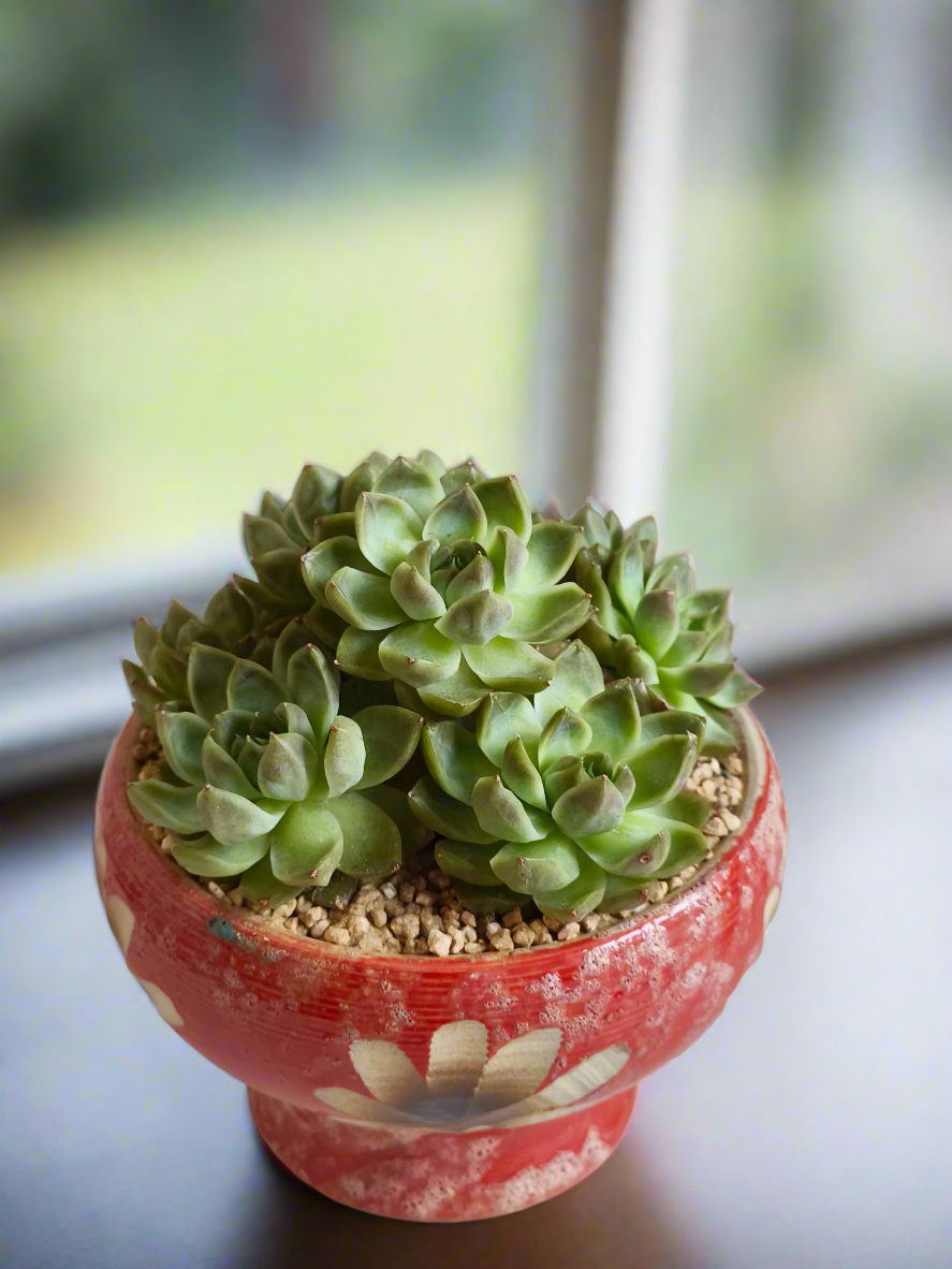 Succulent Moonlit Bloom Pot – Mottled Red with Echeveria 'Violet Queen'