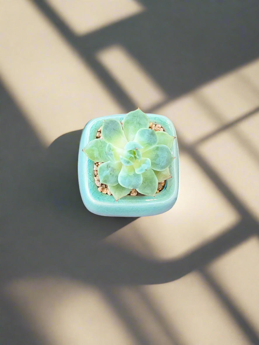 Succulent Serene Square Mini Planter – Echeveria
