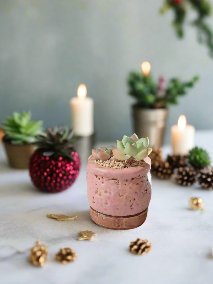 Succulent Mary Jane Charm Pastel Pink – Pachyphytum Cream Beauty - SlowBloomGreens