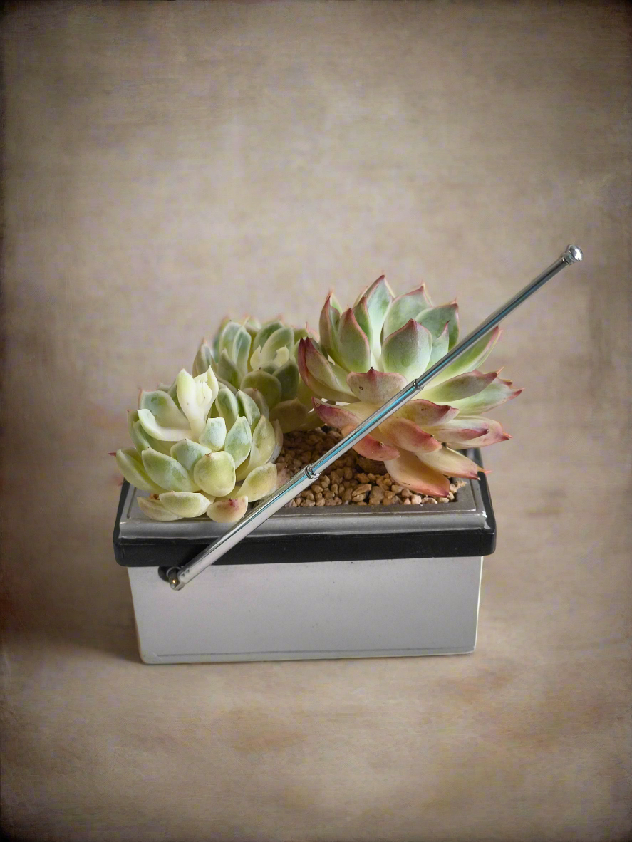 Succulent Retro Boombox – Succulent Arrangement