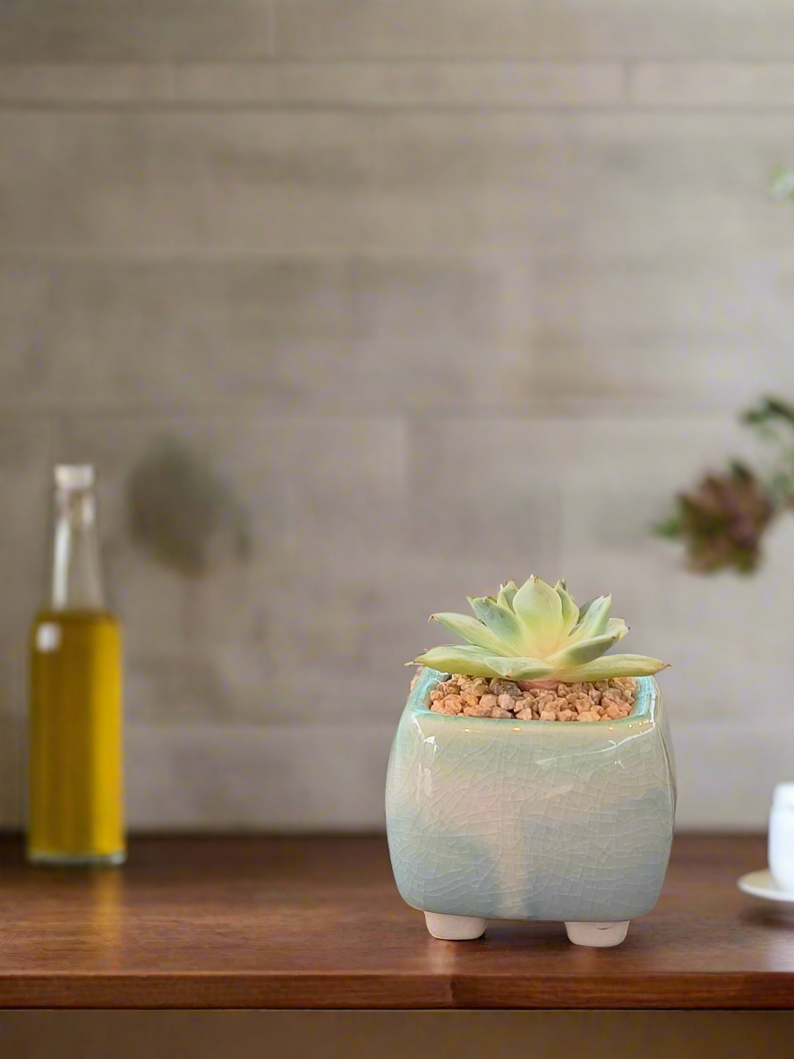 Succulent Serene Square Mini Planter – Echeveria