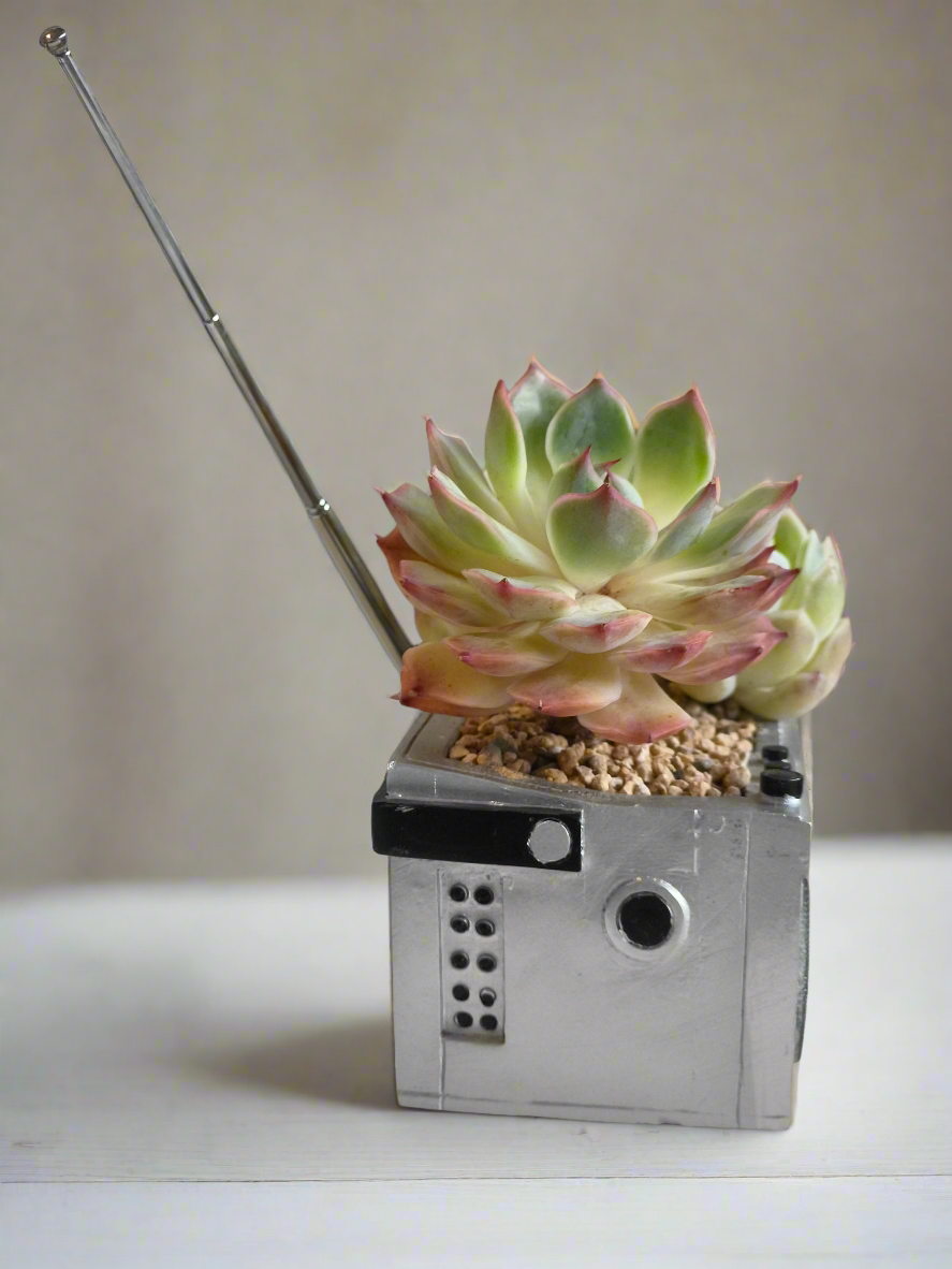 Succulent Retro Boombox – Succulent Arrangement