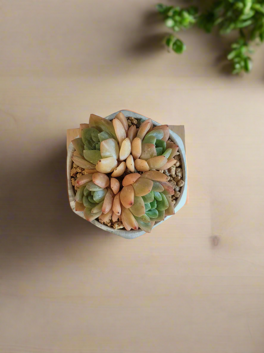 Succulent Radiant Octagon Green – Echevaria Suryeon - SlowBloomGreens