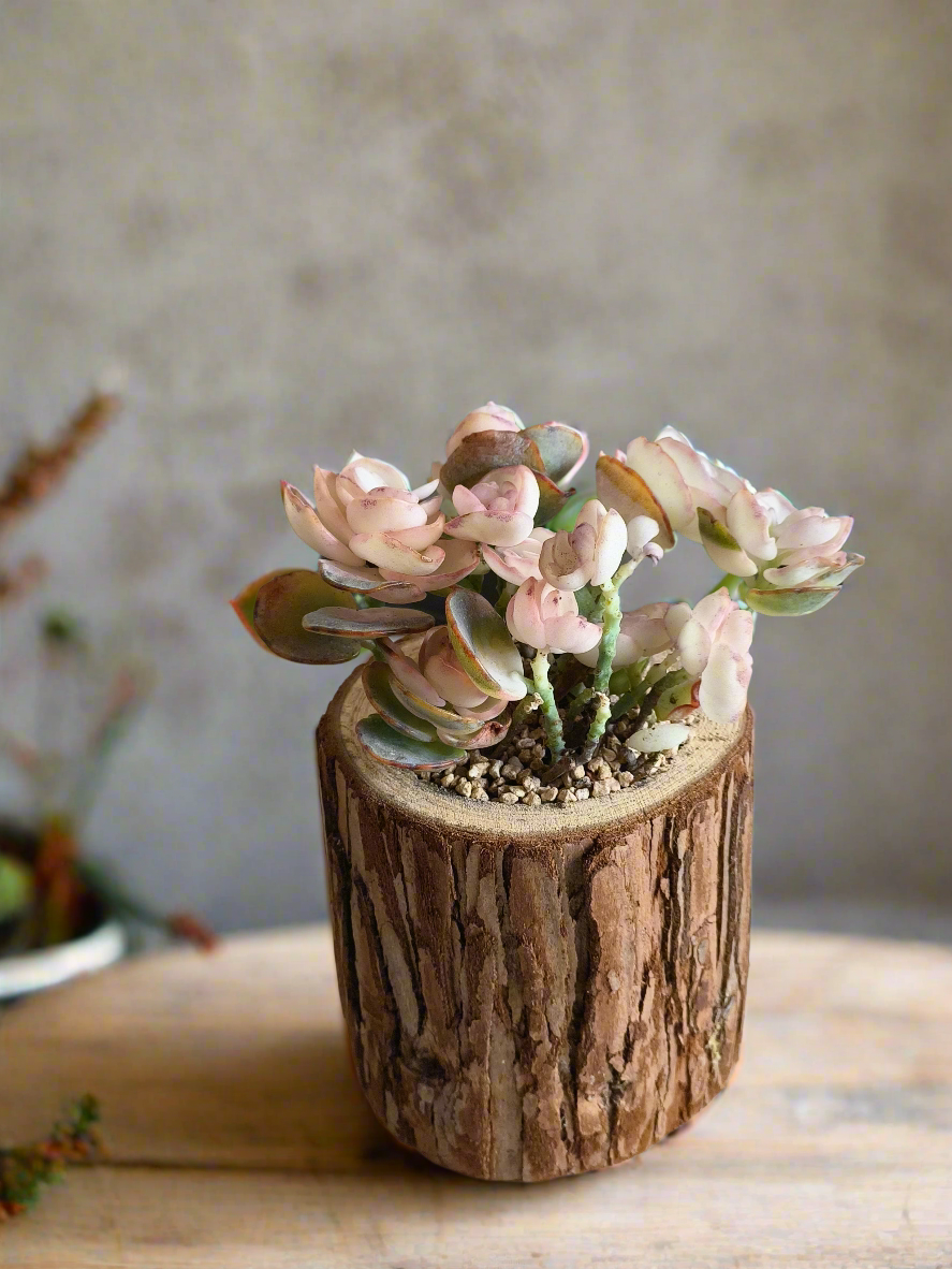Succulent Natural Wood Log Pot - Kalanchoe Marnieriana - SlowBloomGreens