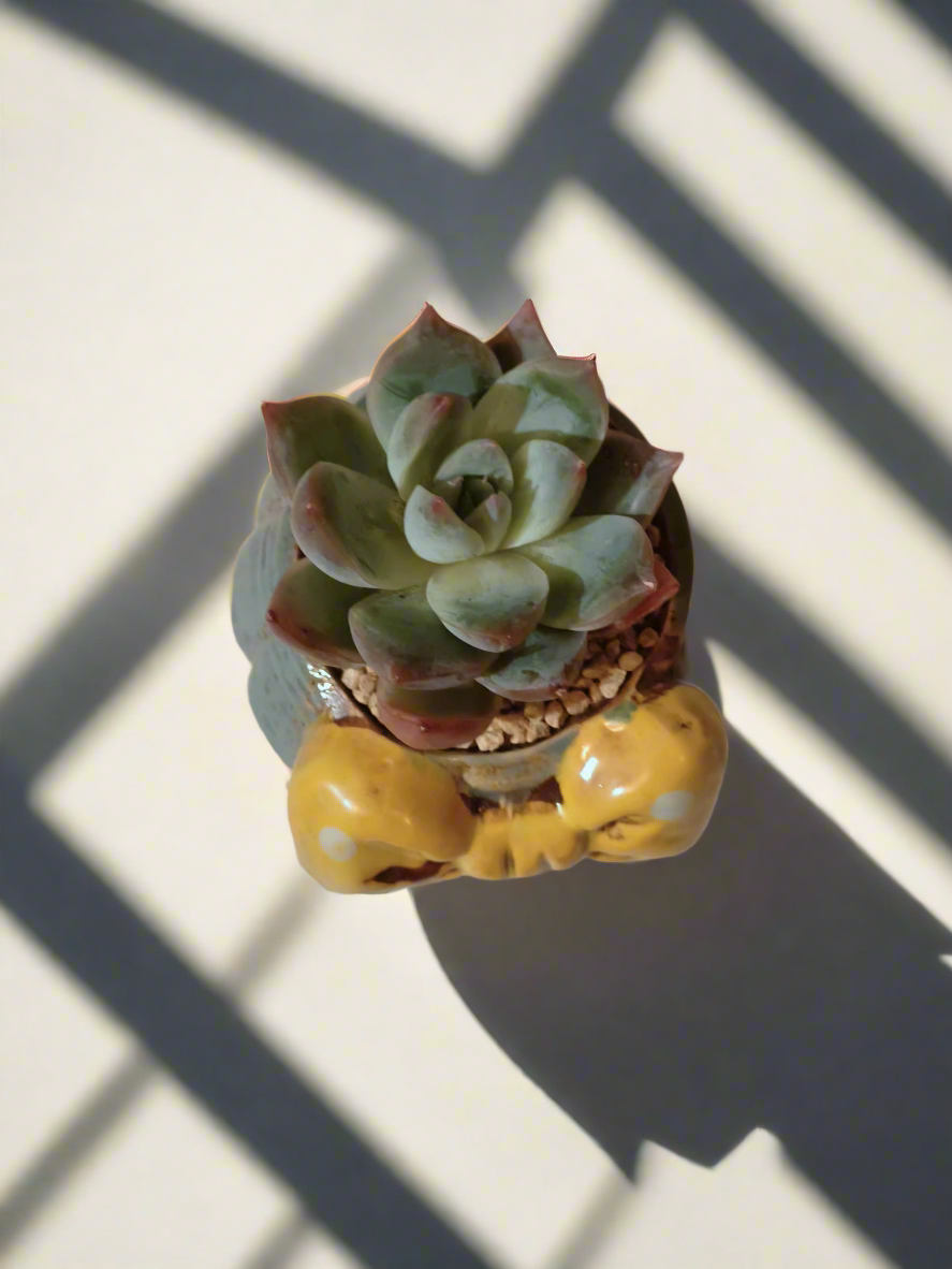 Succulent Ceramic Round Bow Blue – Echeveria 'Blue Bird' - SlowBloomGreens