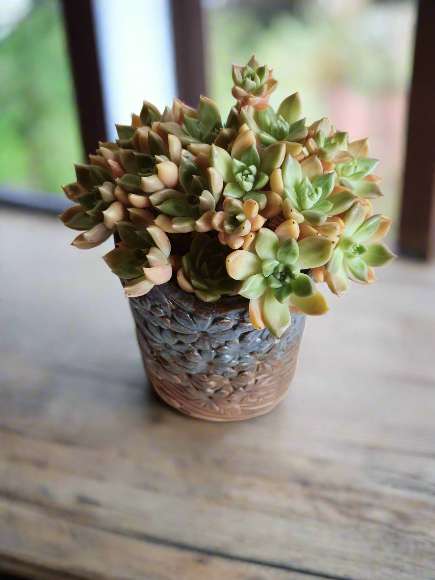 Succulent Rustic Floral Embossed Pot – Graptopetalum 'Bronze' - SlowBloomGreens