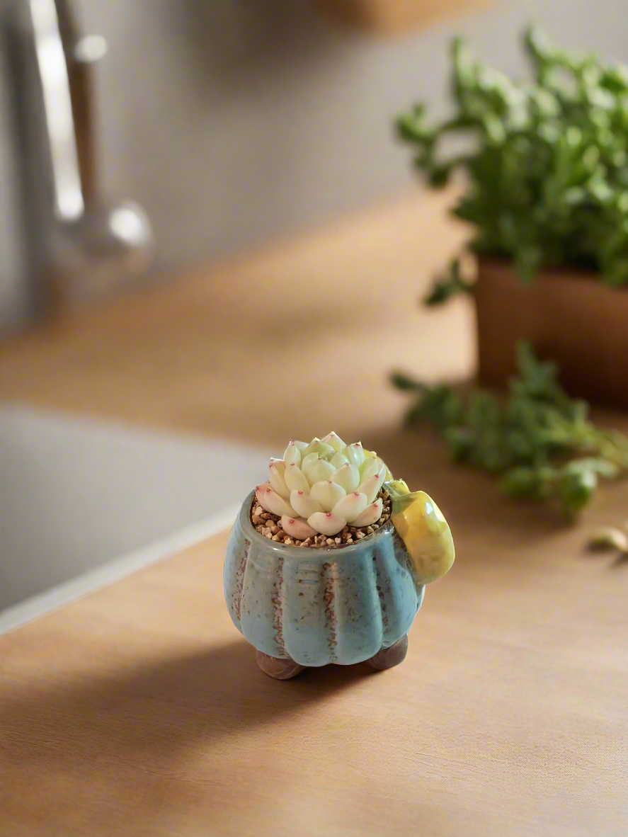 Succulent Ceramic Round Bow Blue – Echeveria White Minima - SlowBloomGreens