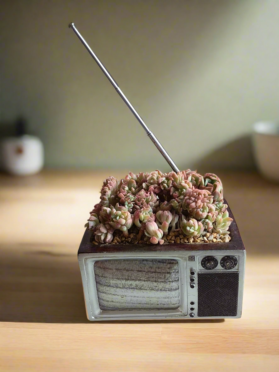 Succulent Retro TV β Echeveria Mebina