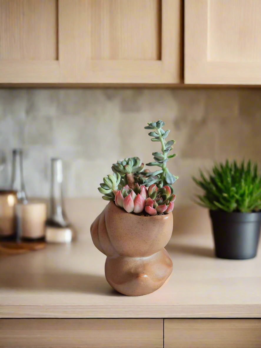 Succulent Snail Pot – Echeveria - SlowBloomGreens