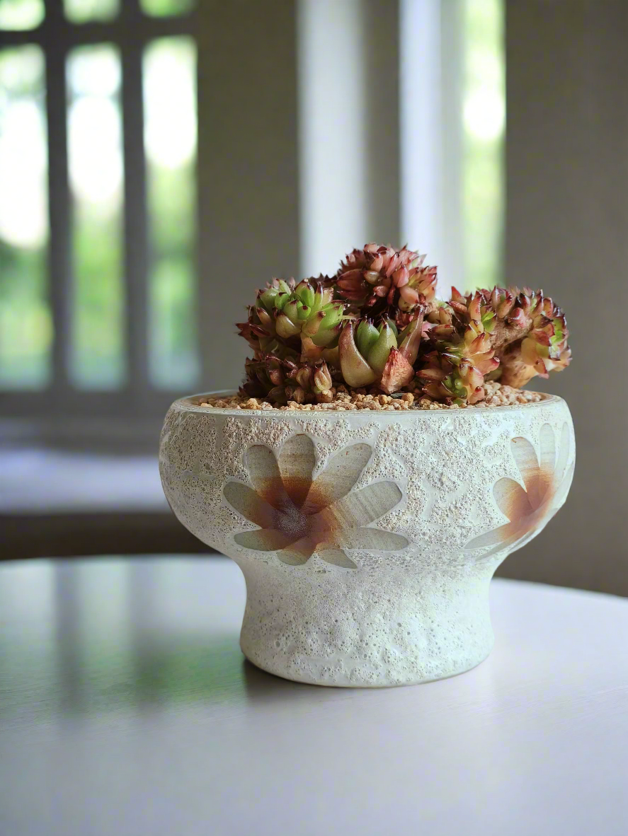 Succulent Moonlit Bloom Pot – Soft White with Echeveria Agavoides Cristata - SlowBloomGreens