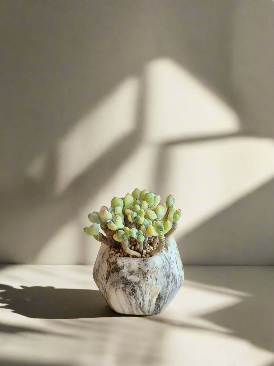 Succulent Mini Octagon Brown - Sedum Treleasei 'Stonecrop' - SlowBloomGreens