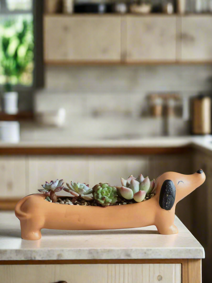 Succulent Daunchund - various - SlowBloomGreens