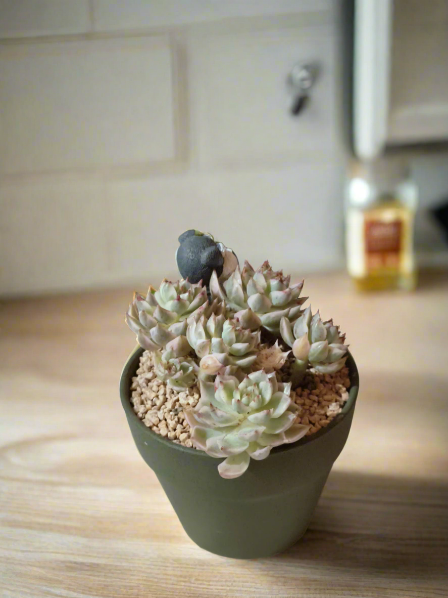 Succulent Speckled Terracotta Schnauzer Pot - Echeveria Halbingeri - SlowBloomGreens