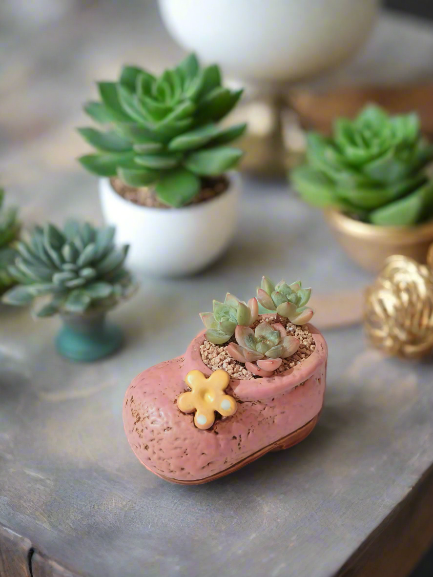 Succulent Mary Jane Charm Pastel Pink – Pachyphytum Cream Beauty - SlowBloomGreens