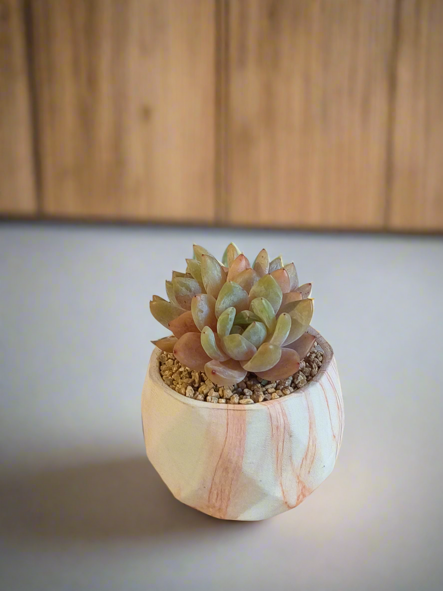 Overhead shot of Echeveria 'Pink Ariel Crest' in a marble orange pot, focusing on the intricate patterns of the crested leaves.
