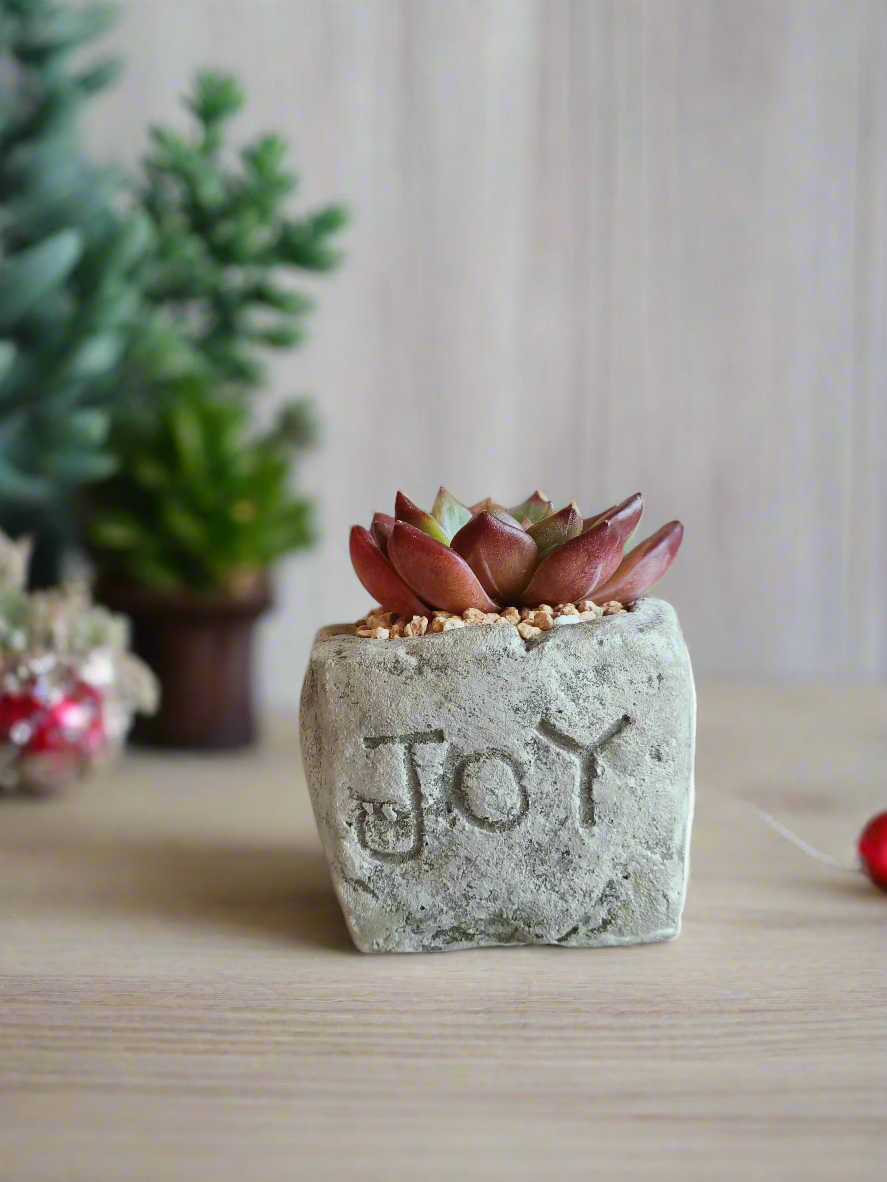 Succulent Simply Joy - Gift Favors (12 pack) - SlowBloomGreens
