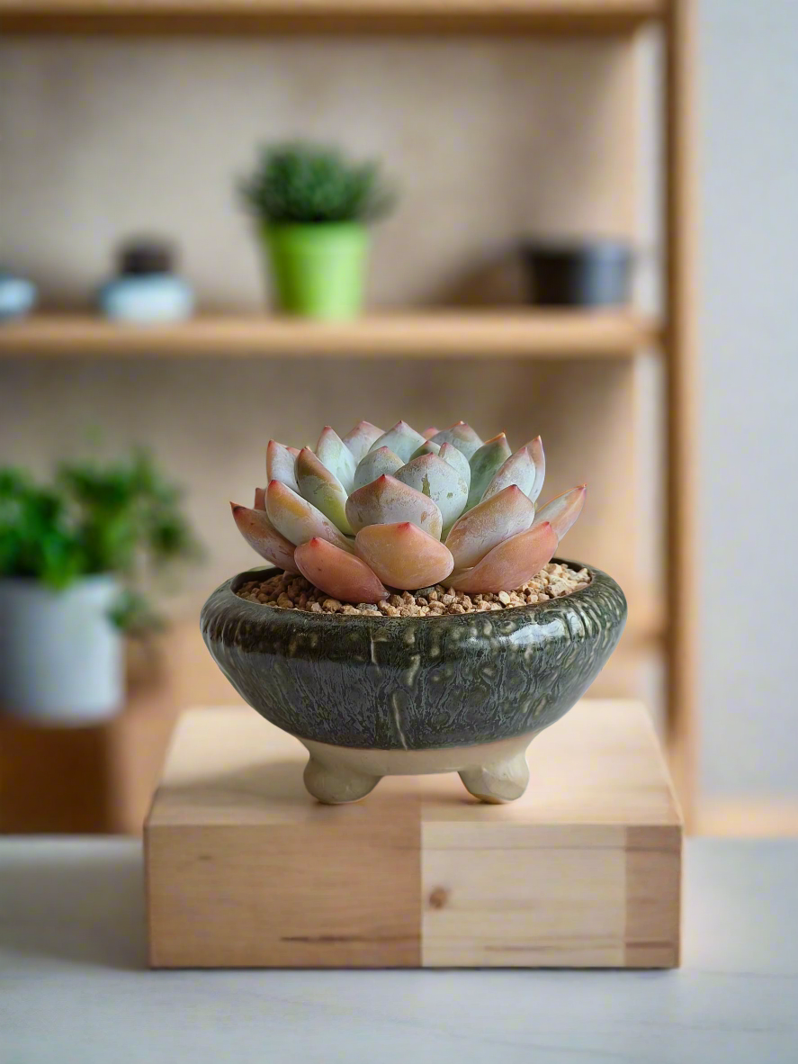 Succulent Rustica Ceramic Pot – Echevaria Orange Monroe - SlowBloomGreens