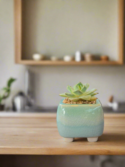 Succulent Serene Square Mini Planter – Echeveria