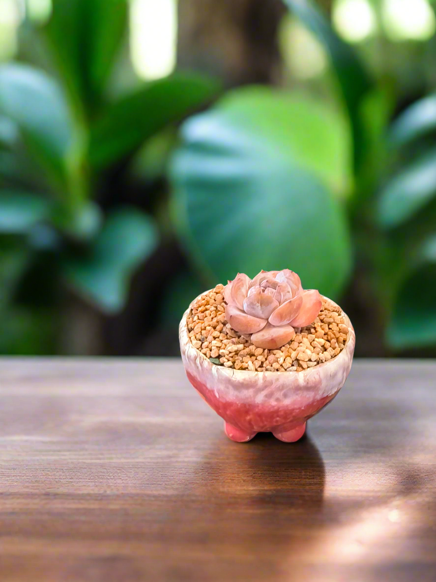 Succulent Red Ombre Rustic Mini Planter – Echeveria 'Cosette'