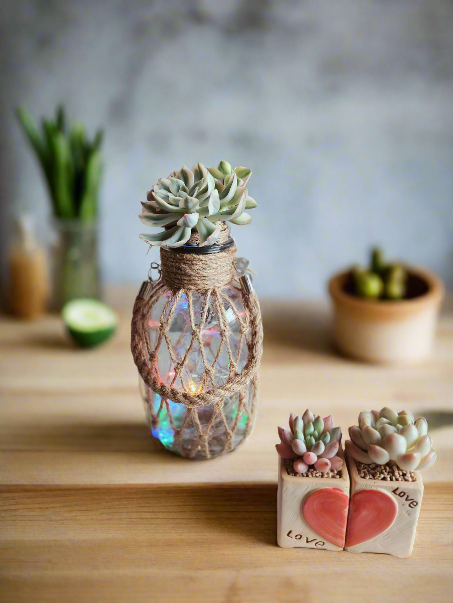 Succulent Heart Duo – The Perfect Gift of Love and Growth - SlowBloomGreens
