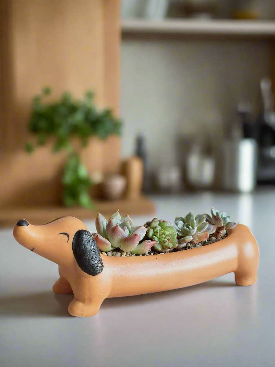 Succulent Daunchund - various - SlowBloomGreens