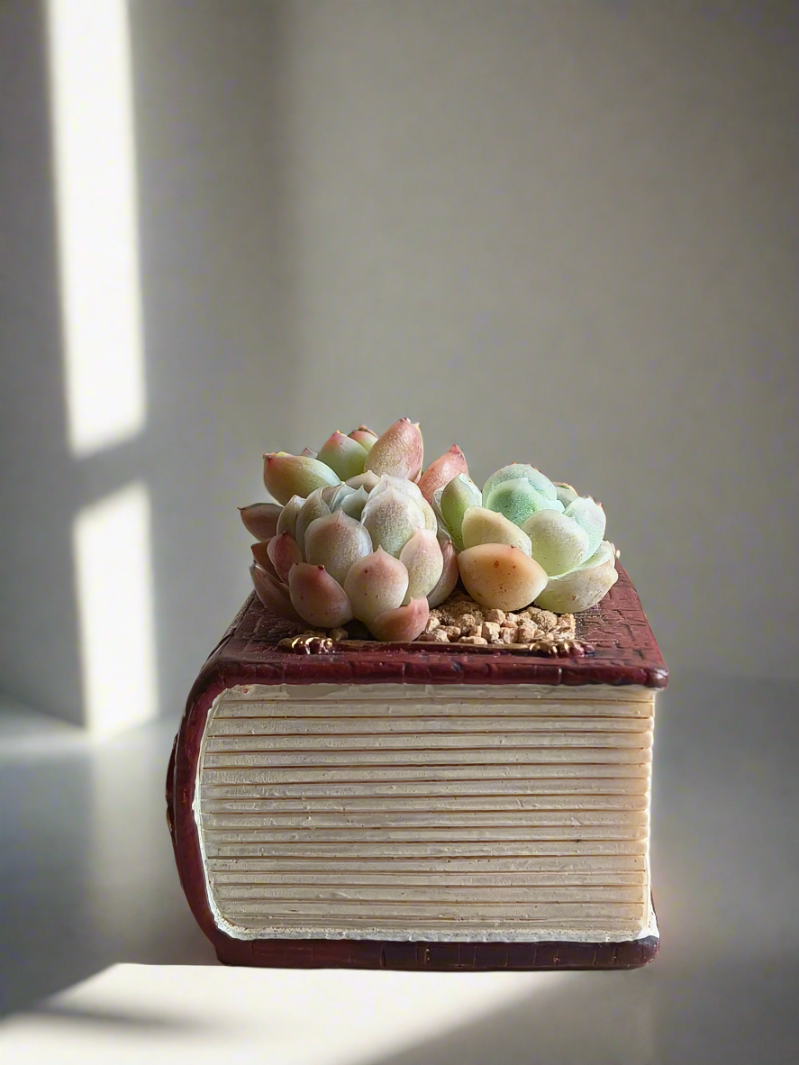 Succulent Book Nook – Succulent Arrangement
