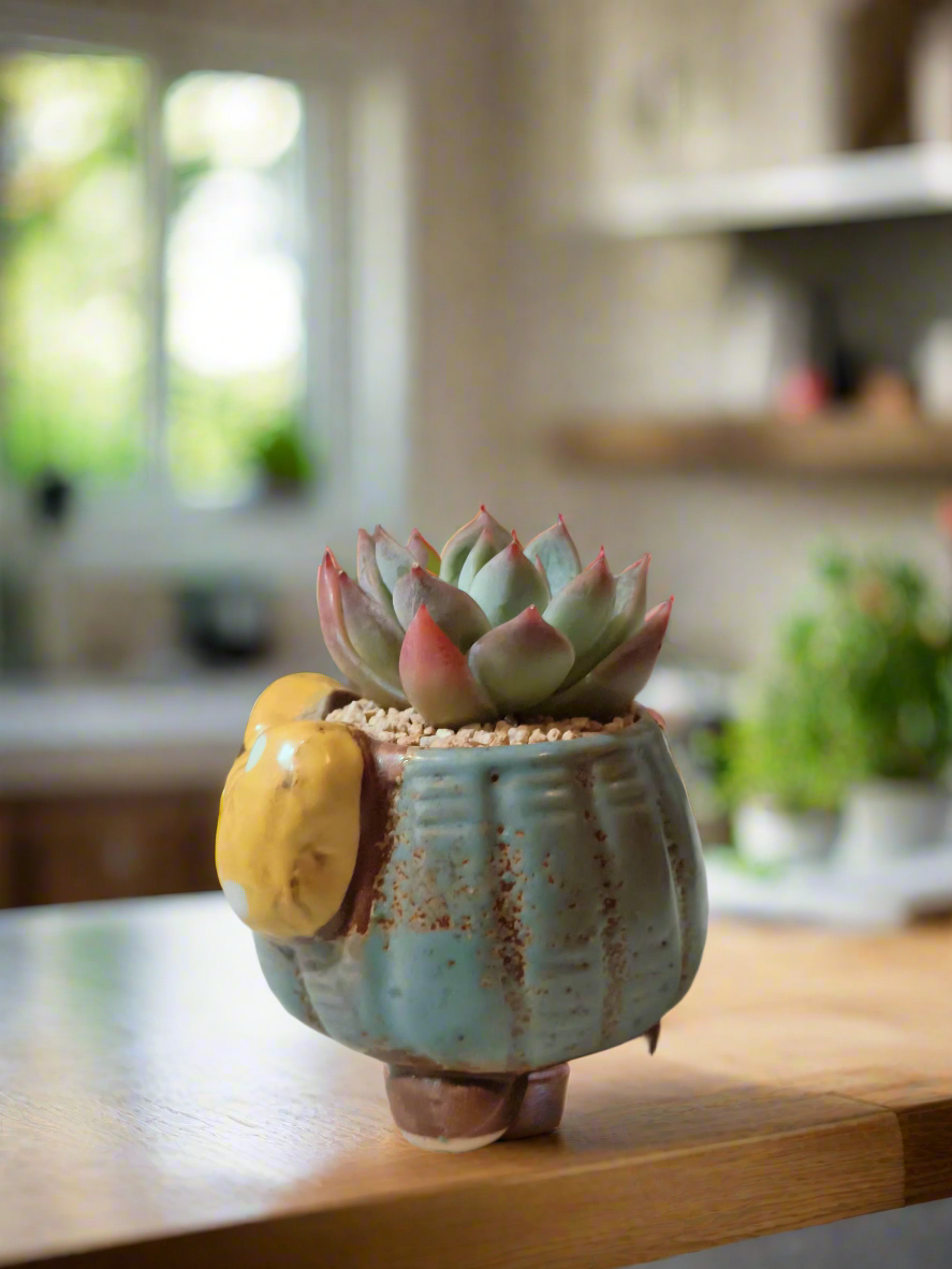 Succulent Ceramic Round Bow Blue – Echeveria 'Blue Bird' - SlowBloomGreens