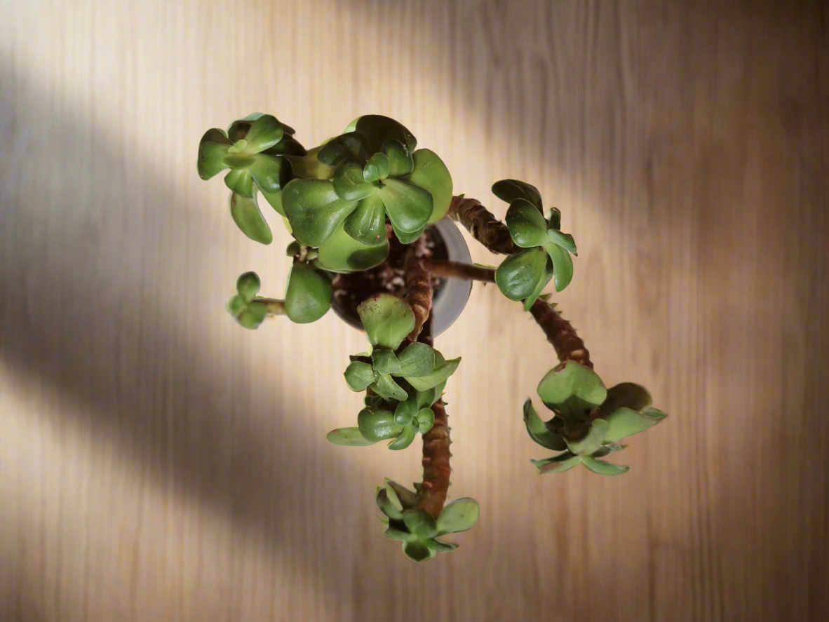 Succulent Rustic Pot Glow Grey – Jade Plant - SlowBloomGreens