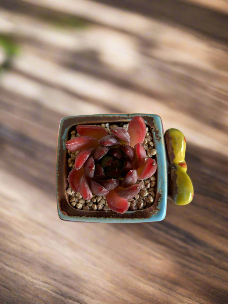 Succulent Ceramic Square Flowerpot Baby Blue – Echeveria Agavoides  'Christmas Eve' - SlowBloomGreens