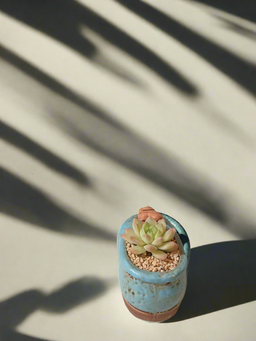 Succulent Mary Jane Charm Blue – Echevaria Elegans - SlowBloomGreens