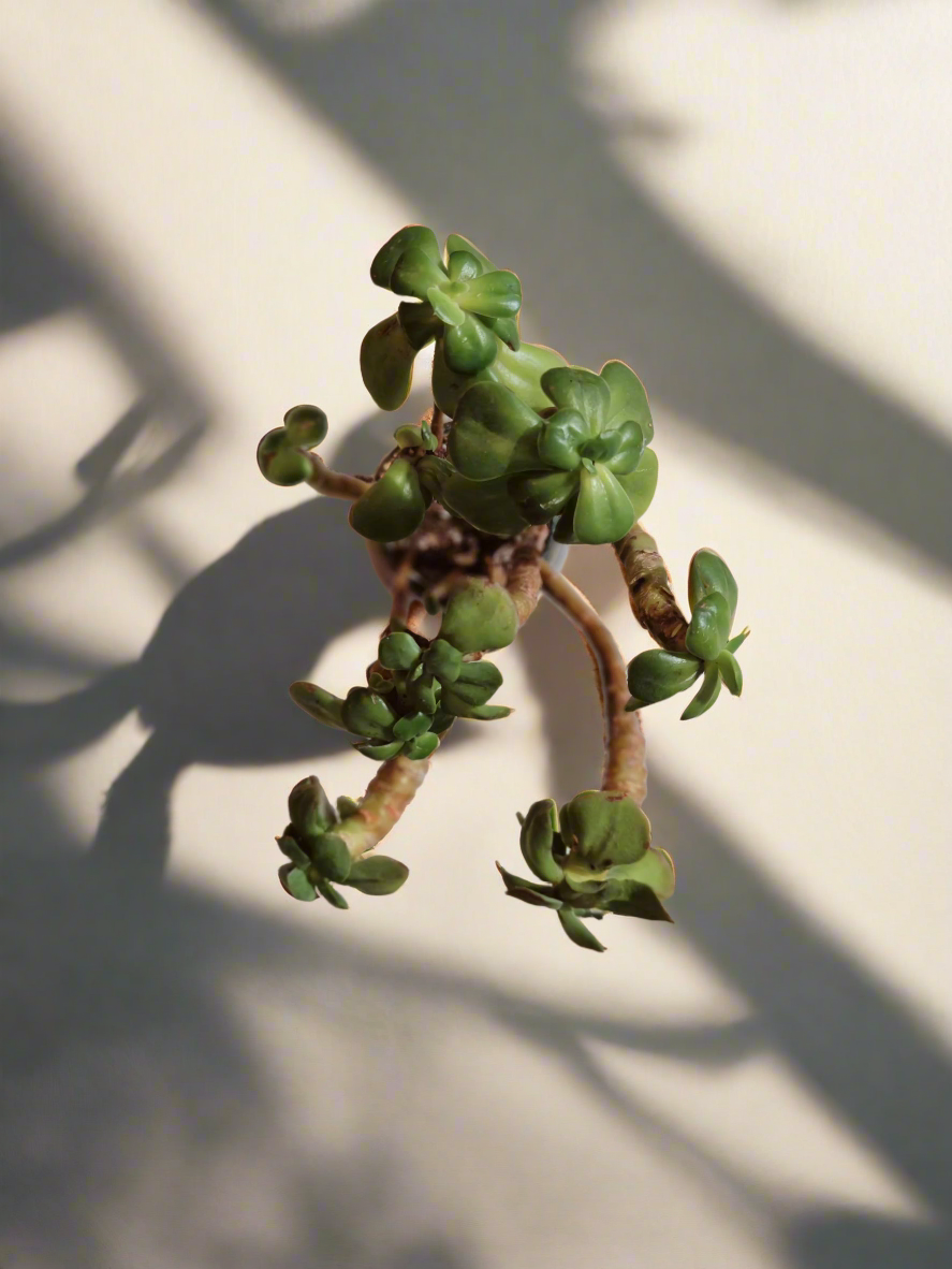 Succulent Rustic Pot Glow Grey – Jade Plant - SlowBloomGreens