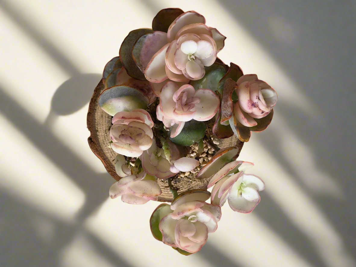 Succulent Natural Wood Log Pot - Kalanchoe Marnieriana - SlowBloomGreens