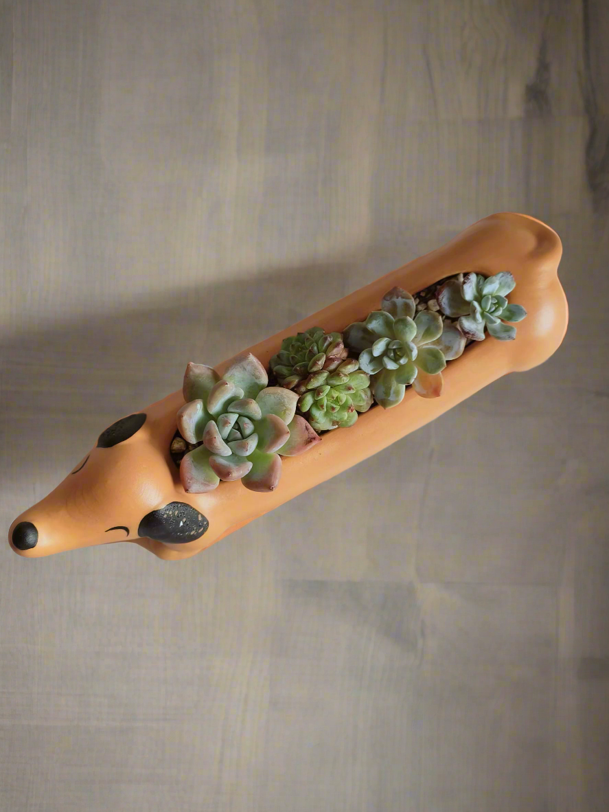 Succulent Daunchund - various - SlowBloomGreens