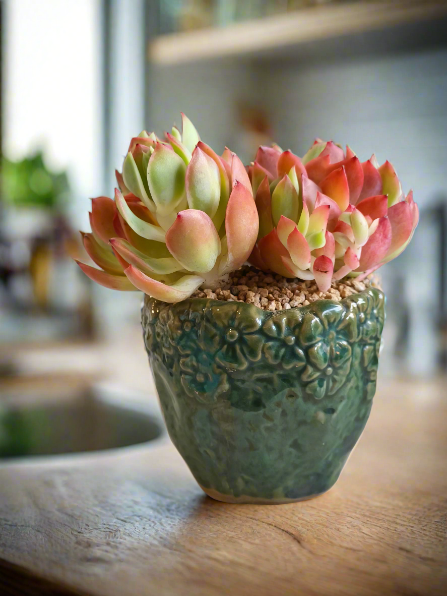 Succulent Rustica Ceramic Pot – Echeveria 'Luella'