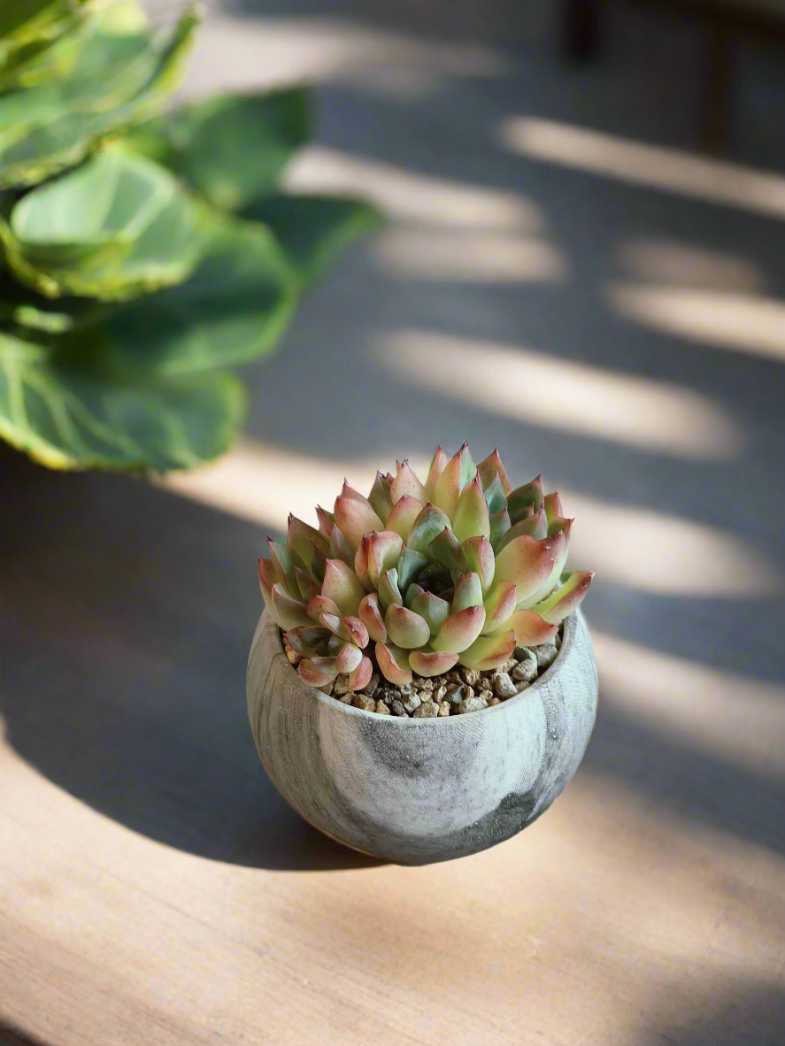 Succulent Elegant Round Dark Grey – Echevaria hybrid - SlowBloomGreens